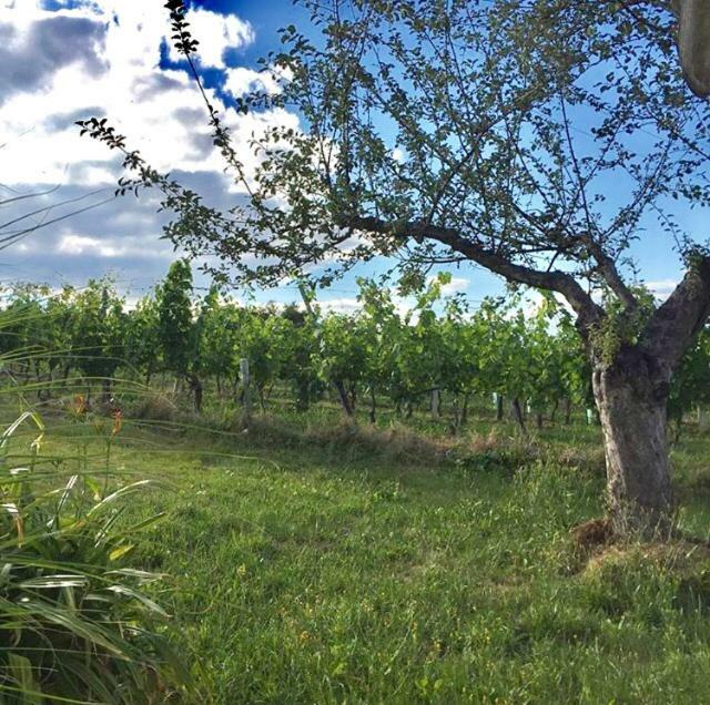 Appartamento Altes Presshaus Eberau Esterno foto