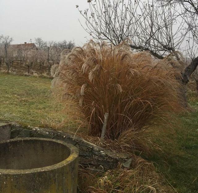 Appartamento Altes Presshaus Eberau Esterno foto